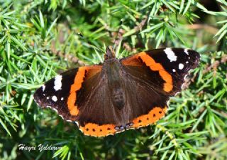 Atalanta (Vanessa atalanta)