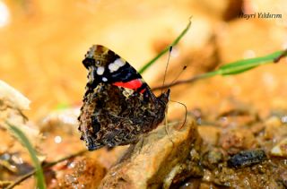 Atalanta&nbsp;(Vanessa&nbsp;atalanta)