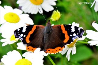 Atalanta (Vanessa atalanta)