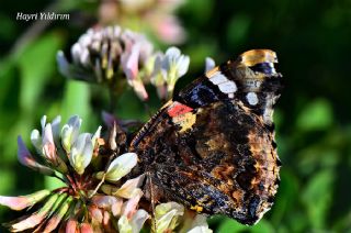 Atalanta (Vanessa atalanta)