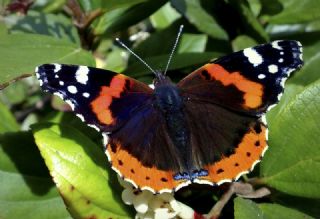 Atalanta (Vanessa atalanta)