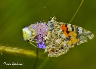 Diken Kelebei (Vanessa cardui)