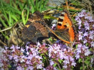 Aglais (Aglais urticae)