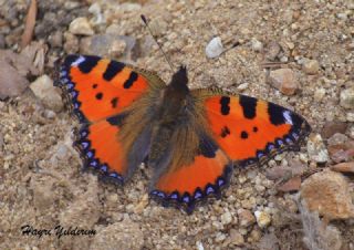 Aglais (Aglais urticae)