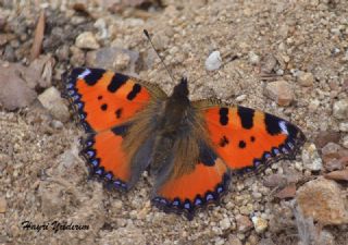 Aglais (Aglais urticae)