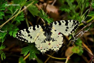 Orman Fistosu (Allancastria  cerisyi)