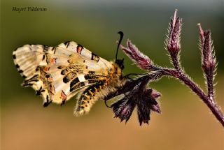 Orman Fistosu (Allancastria  cerisyi)