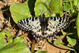 Orman Fistosu (Allancastria  cerisyi)