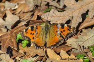 Sar Ayakl Nimfalis (Aglais xanthomelas)