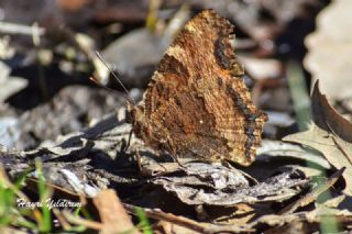 Sar Ayakl Nimfalis (Aglais xanthomelas)