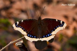 Sar Bandl Kadife (Nymphalis antiopa)