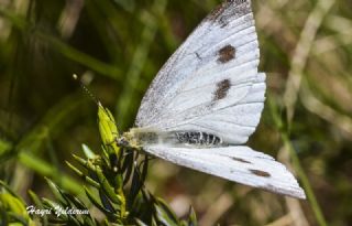 Yalanc Beyazmelek (Pieris pseudorapae)