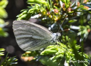 Yalanc Beyazmelek (Pieris pseudorapae)