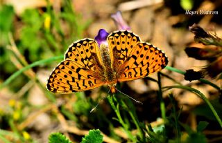 Beyaz nci (Clossiana euphrosyne)