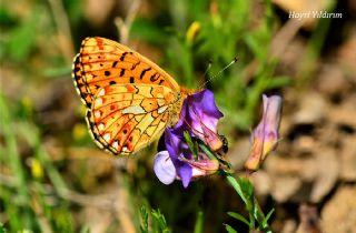 Beyaz nci (Clossiana euphrosyne)