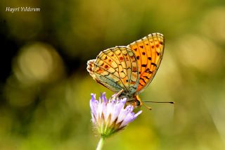 Niyobe (Argynnis niobe)