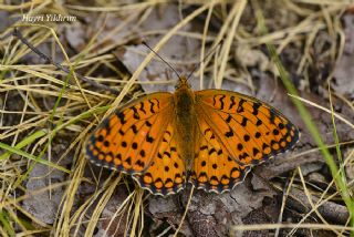Niyobe&nbsp;(Fabriciana&nbsp;niobe)