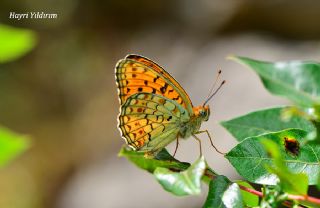 Niyobe (Fabriciana niobe)