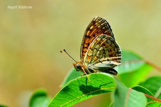 Niyobe&nbsp;(Argynnis&nbsp;niobe)