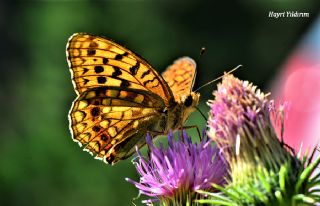 Byk nci (Fabriciana adippe)