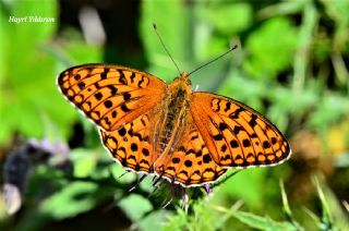 Byk nci (Fabriciana adippe)