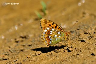 Byk nci (Fabriciana adippe)