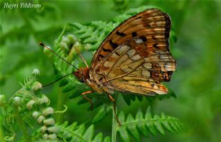 Byk nci (Fabriciana adippe)