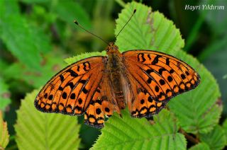 Byk nci (Fabriciana adippe)