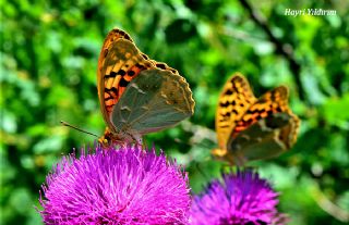 Bahadr (Argynnis pandora)