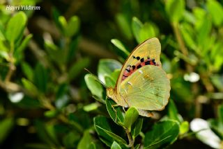 Bahadr (Argynnis pandora)