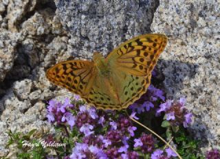Bahadr (Argynnis pandora)
