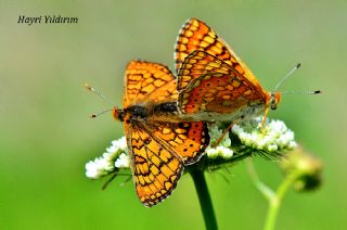Nazuum (Euphydryas aurinia)