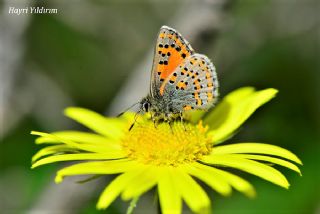 Akbes Gelincii (Tomares nesimachus)