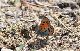 Akbes Gelincii (Tomares nesimachus)