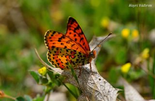 Benekli parhan (Melitaea didyma)