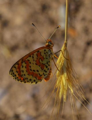 Benekli parhan (Melitaea didyma)