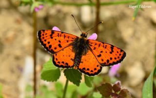 Benekli parhan (Melitaea didyma)