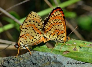 Benekli parhan (Melitaea didyma)