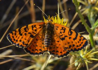 Benekli parhan (Melitaea didyma)