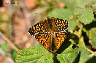 parhan (Melitaea cinxia)