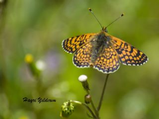 parhan (Melitaea cinxia)