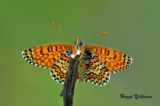 parhan (Melitaea cinxia)