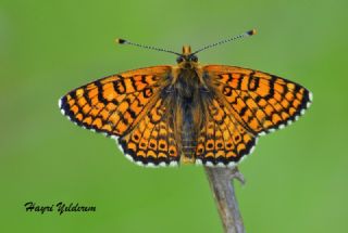 parhan (Melitaea cinxia)