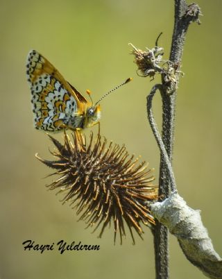 parhan (Melitaea cinxia)