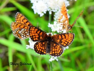 Amannisa (Melitaea athalia)