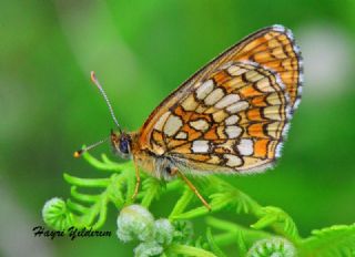 Amannisa (Melitaea athalia)