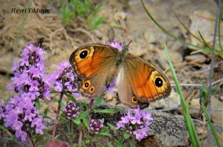 Esmerboncuk (Lasiommata maera)