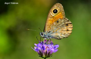 Esmerboncuk (Lasiommata maera)