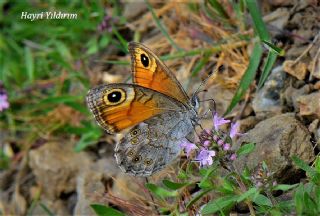 Esmerboncuk (Lasiommata maera)