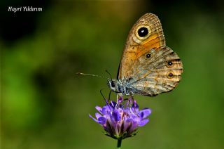 Esmerboncuk (Lasiommata maera)